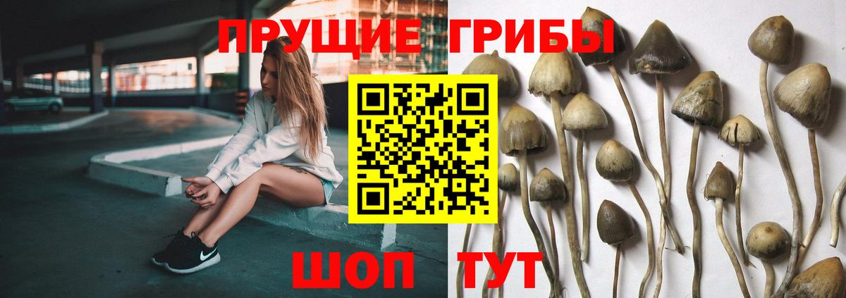 Галлюциногенные грибы мицелий  Вход с VPN  Элиста 